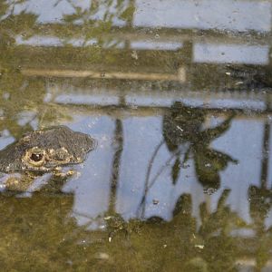 Dwarf Crocodile