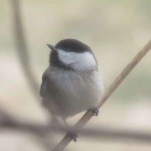 black capped chickadee