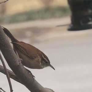 Carolina wren