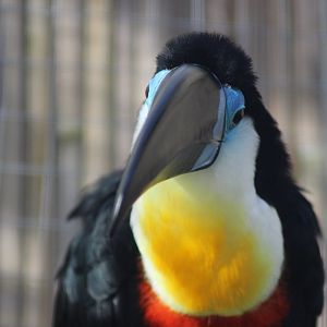 Channel Billed Toucan