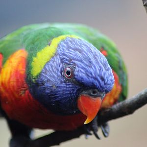 Lorikeet