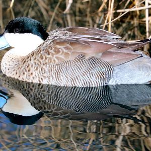 Puna teal (with reflection); Barnes; 23rd February 2019