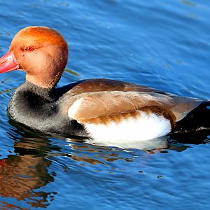 Red-crested pochard; Barnes; 23rd February 2019