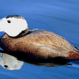 White-headed duck (with reflection); Barnes; 23rd February 2019