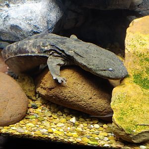 Hellbender