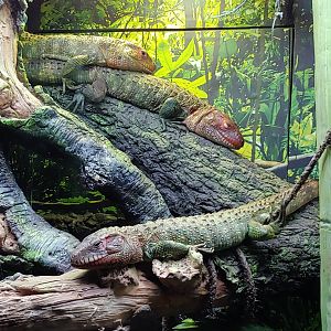 Caiman Lizards
