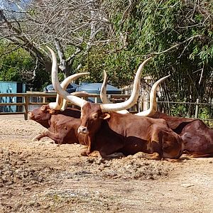 Ankole cattle
