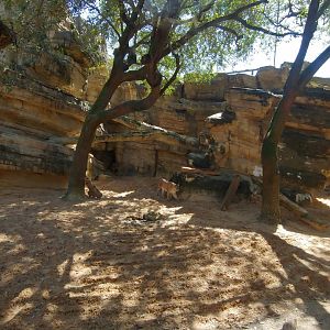Very nice cougar exhibit