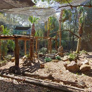 Mixed primate exhibit