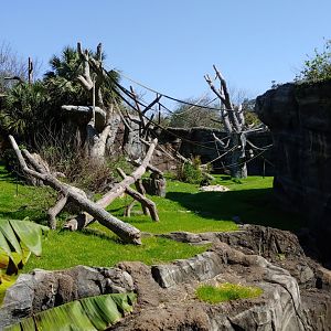 Second chimpanzee viewing