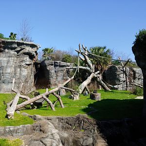 Second chimpanzee viewing