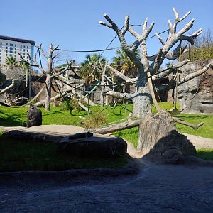 Chimpanzee exhibit: Massive