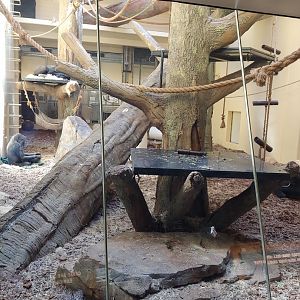 Gorilla day room
