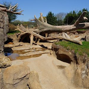 Red River hog and gorilla exhibit
