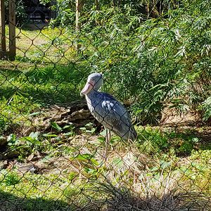 My first ever shoebill!!