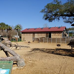 Giraffe, zebra ostrich yard