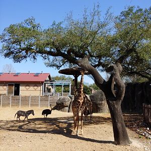 Giraffe, zebra, ostrich yard