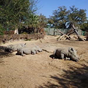 White Rhino exhibit