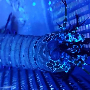 Peacock mantis shrimp - Odontodactylus scyllarus