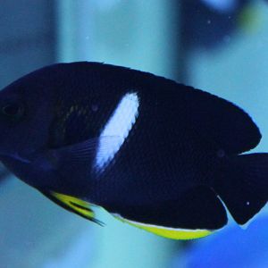 Keyhole pygmy angelfish - Centropyge tibicen
