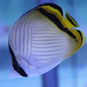 Vagebond butterflyfish - Chaetodon vagabundus