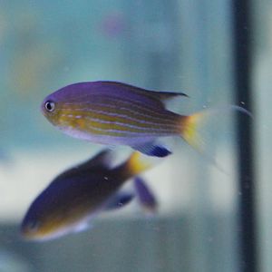 Van der Bilt's damselfish - Chromisvanderbilti