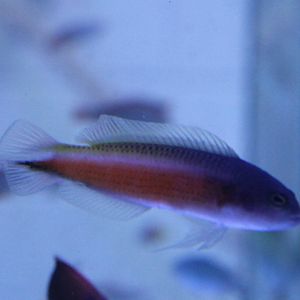 Tono's dottyback - Pseudochromis tonozukai