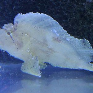 Leaf Scorpionfish - Taenianotus triacanthus