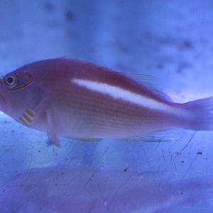 Arc eye hawkfish - Paracirrhites arcatus