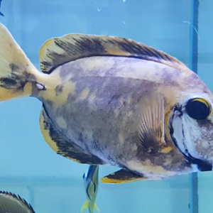 Strange looking Surgeonfish