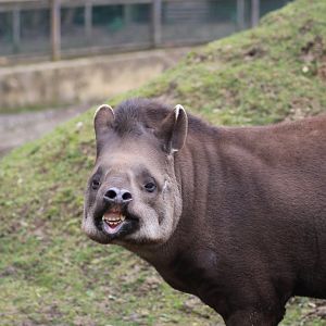 Tapir - Smile for the camera!!