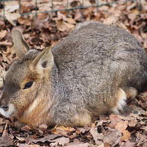Patagonian Mara