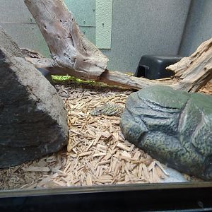Komodo Dragon Hatchling