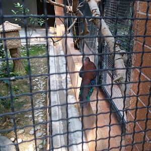 Peacock pheasant ID?