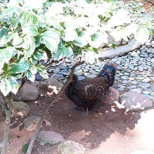 Peacock pheasant ID?