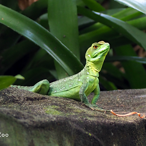 Green Basilisk