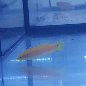 Two-spot hogfish - Bodianus bimaculatus