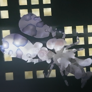 Harlequin shrimp - Hymenocera picta