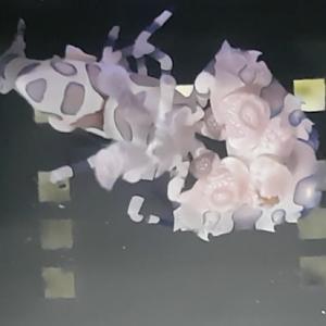 Harlequin shrimp - Hymenocera picta