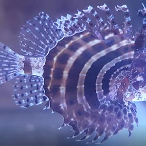 Fuzzy dwarf lionfish - Dendrochirus brachypterus