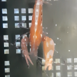 Pistol shrimp - Alpheus species