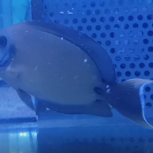 Chocolate tang - Acanthurus pyroferus