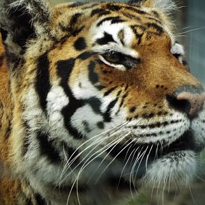 Zoo mix Tiger Woodside Wildlife Park