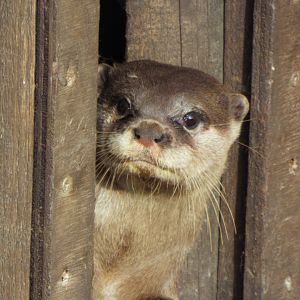 ASCO Woodside Wildlife Park