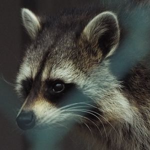 Racoon Woodside Wildlife Park