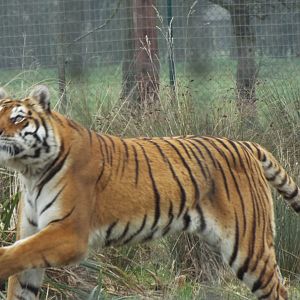 Tiger Woodside Wildlife Park