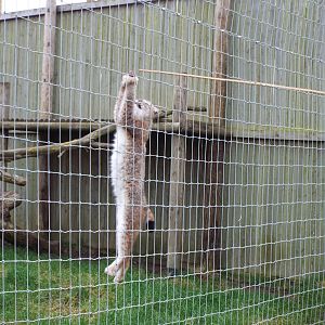 Siberian Lynx Woodside Wildlife Park