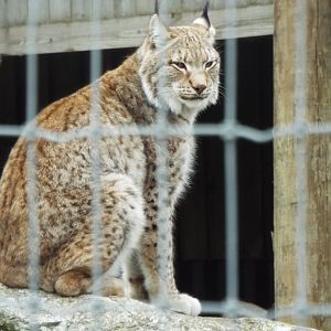 Siberian Lynx Woodside Wildlife Park