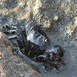 Pachygrapsus marmoratus