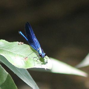 Calopteryx species
